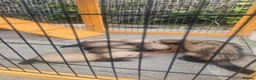 Ferret rodents for sale: Ferret kits - Advert 6