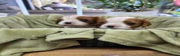 Cavalier King Charles Spaniel dogs for sale: Beautiful health tested cavalier pups - Advert 4