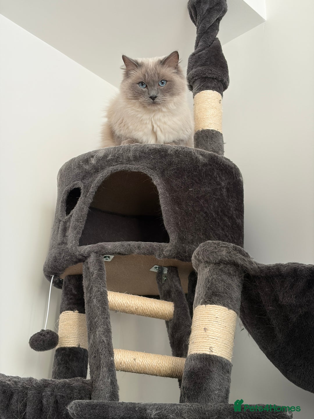 Ragdoll cats for sale: Gorby - ragdoll male - Advert 5