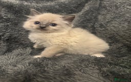 Ragdoll cats for sale: AMAZING QUALITY PEDIGREE HCM/PKD CLEAR KITTENS  - Image 13
