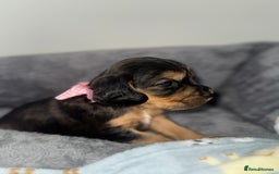 Cocker Spaniel dogs for sale: Beautiful show type cocker spaniel puppies  - Image 6