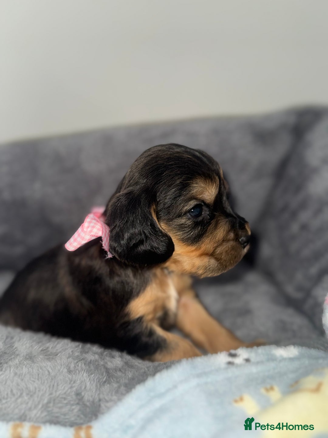 Cocker Spaniel dogs for sale: Beautiful show type cocker spaniel puppies  - Image 6