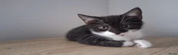 Mixed Breed cats for sale: Black tabby kittens - Advert 8