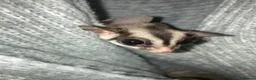 Sugar Glider rodents for sale: 3 female sugar gliders and set up - Advert 17