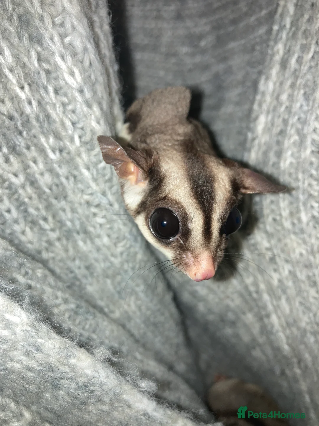 Sugar Glider rodents for sale: 3 female sugar gliders and set up - Advert 17