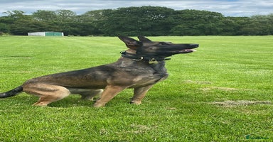 Belgian Shepherd Dog dogs - Advert 10
