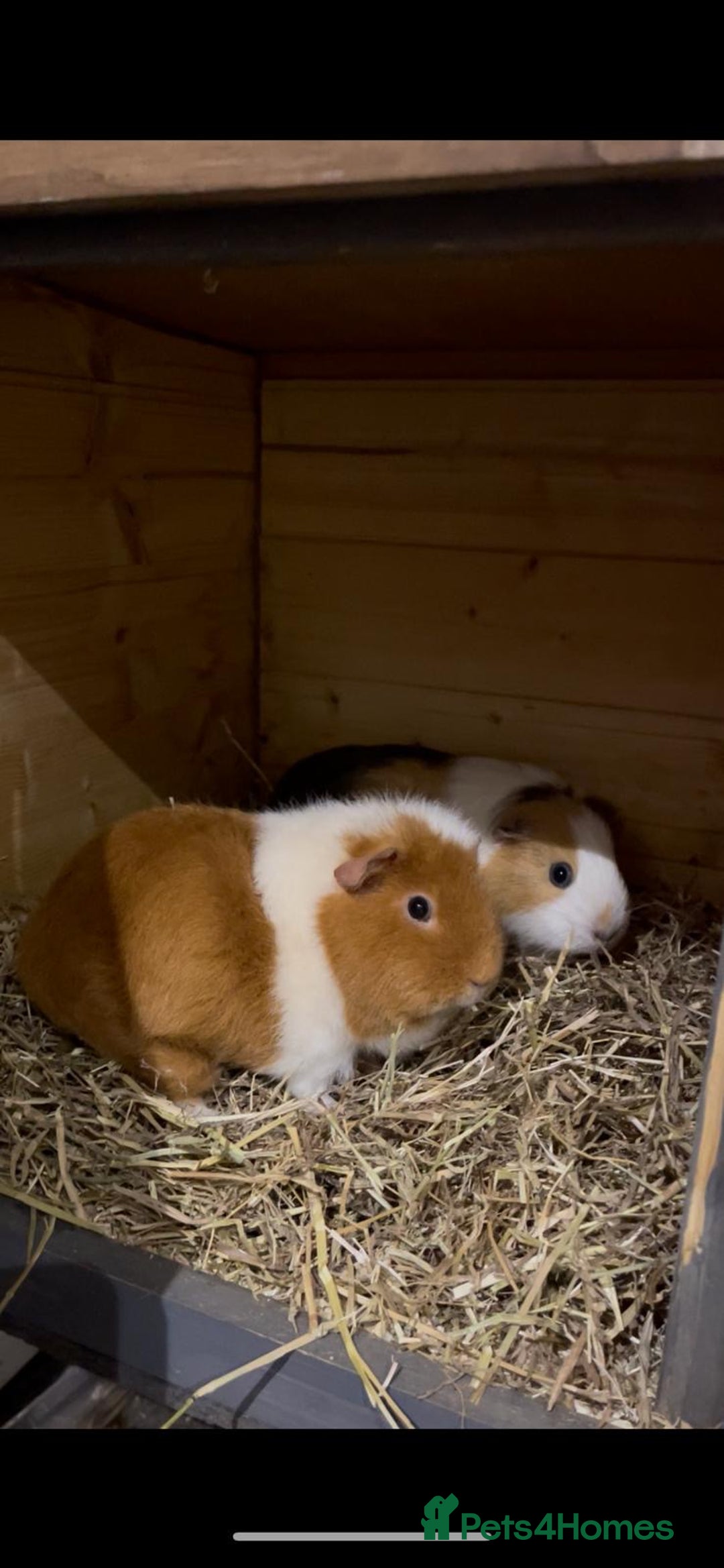 Guinea Pig rodents for sale: Two beautiful guinea pigs with cage FREE!!!!! - Advert 1