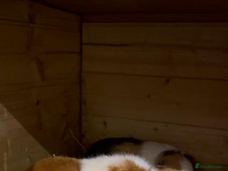 Guinea Pig rodents Two beautiful guinea pigs with cage FREE!!!!! - Advert 6