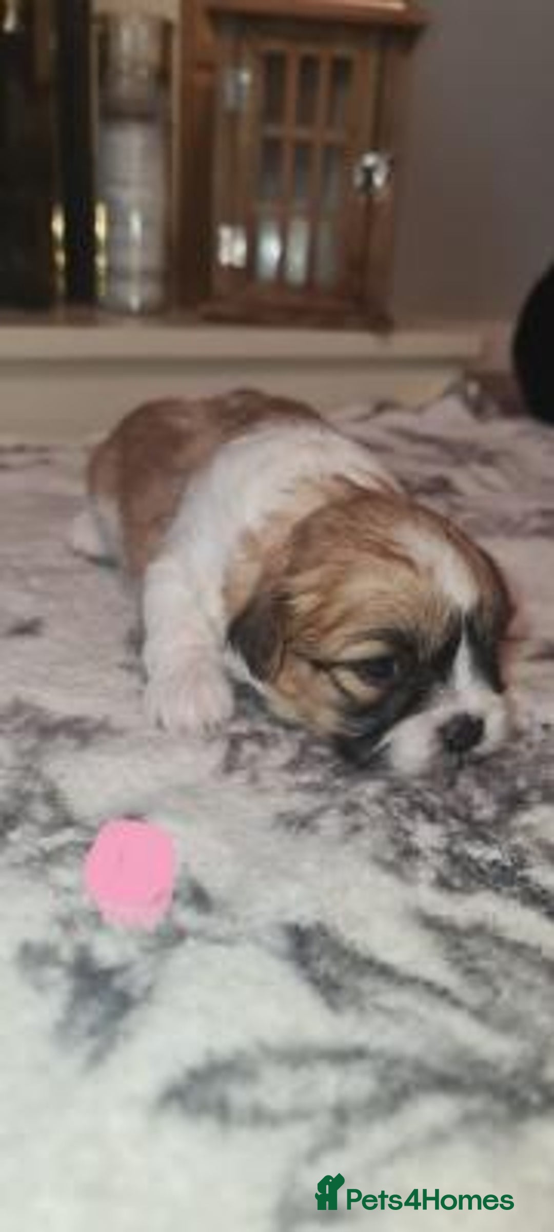 Shih Tzu dogs for sale: Home Raised Shih Tzu Puppies. - Image 4
