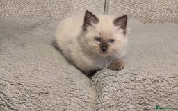 Ragdoll cats for sale: 5 Ragdoll Kittens for Sale - Image 17