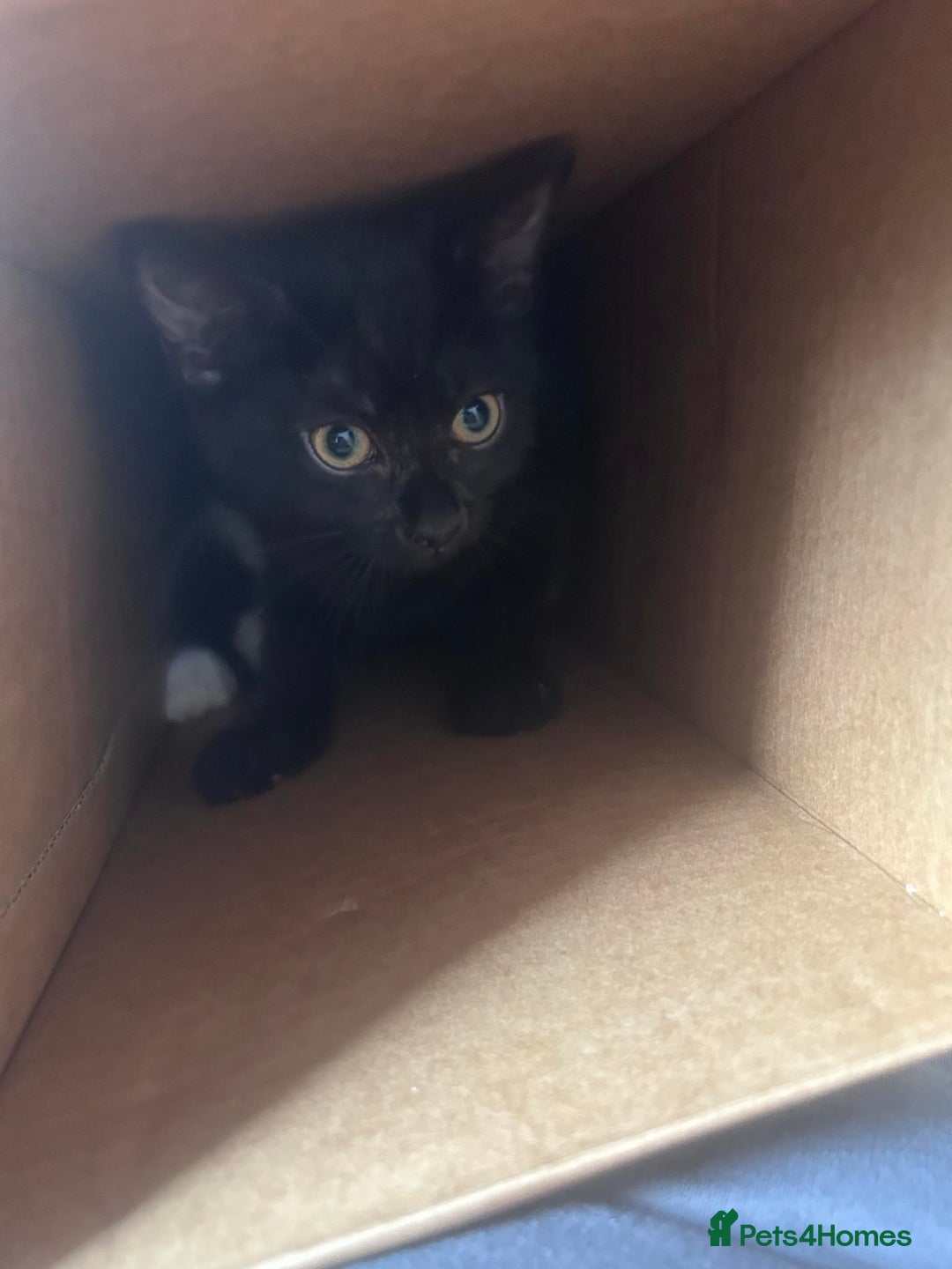 Mixed Breed cats for sale: REHOMING mother and daughter duo  - Image 4