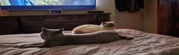 British Shorthair cats for sale: British Shorthair Kittens for Sale! Lilac & Blue! - Advert 9