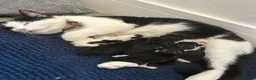 Mixed Breed cats for sale: The cutest mixed breed trio - Advert 14