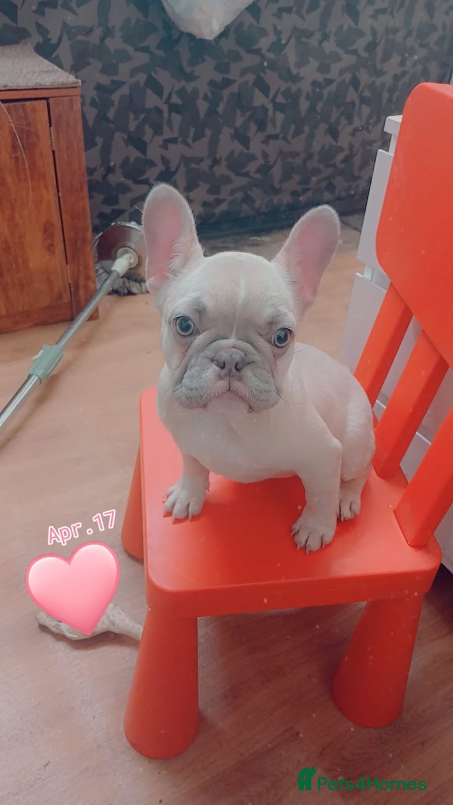 French Bulldog dogs 2 Girl  - Advert 6