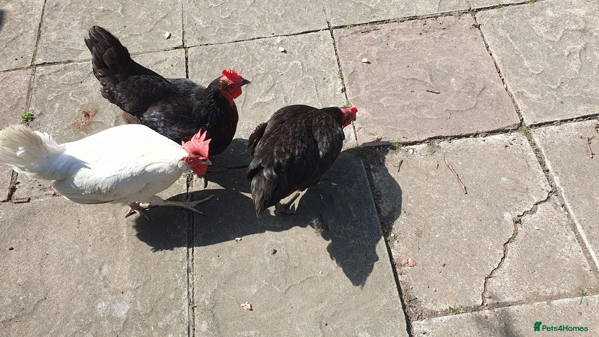 Chickens poultry 3 laying hybrid hens for sale WITH SUPPLIES! - Advert 1