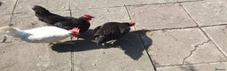 Chickens poultry for sale: 3 laying hybrid hens for sale WITH SUPPLIES! - Advert 1
