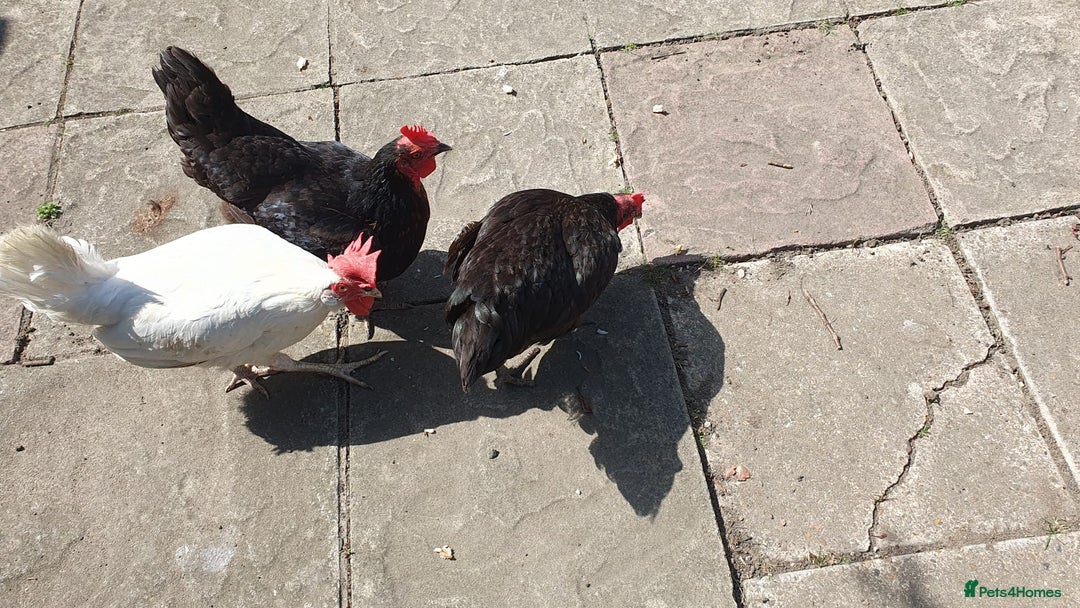 Chickens poultry for sale: 3 laying hybrid hens for sale WITH SUPPLIES! - Advert 1