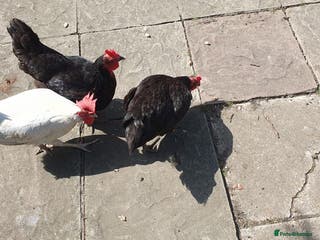 Chickens poultry 3 laying hybrid hens for sale WITH SUPPLIES! - Advert 10