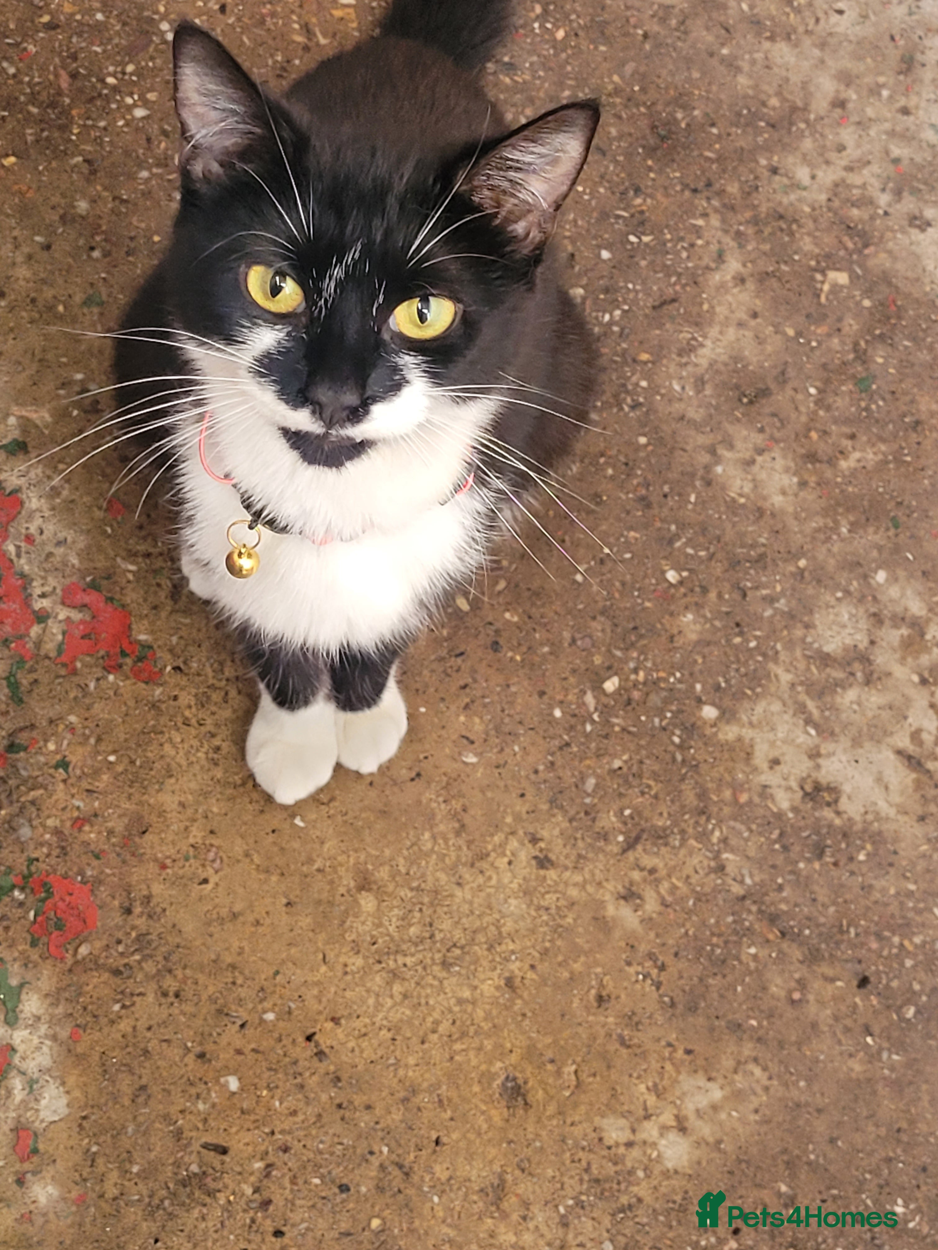 Mixed Breed cats Kittens looking for responsible& safe forever home - Advert 8