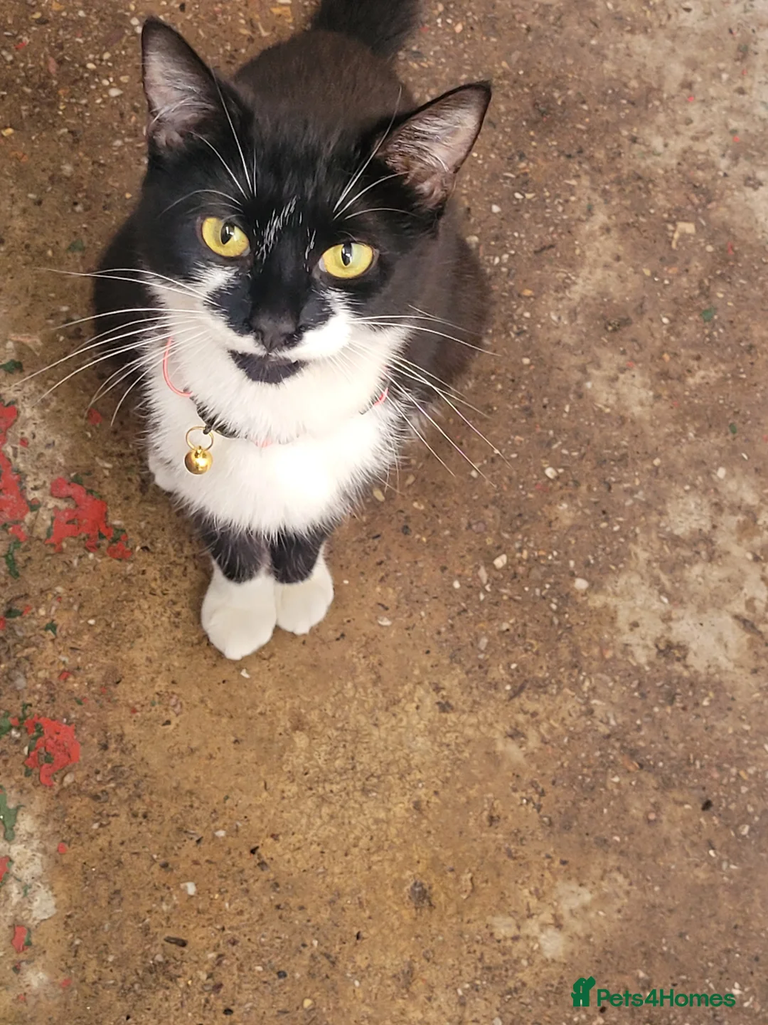 Mixed Breed cats for sale: Kittens looking for responsible& safe forever home in Birmingham - Advert 1