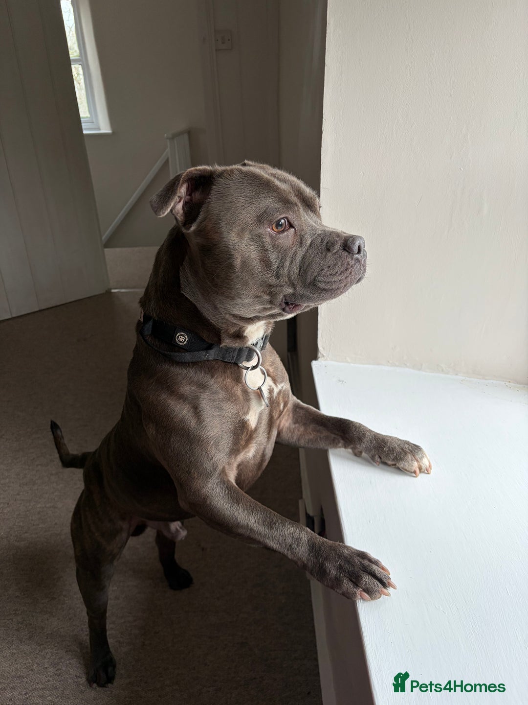 Staffordshire Bull Terrier dogs for stud: Staffy boy for stud - Advert 3