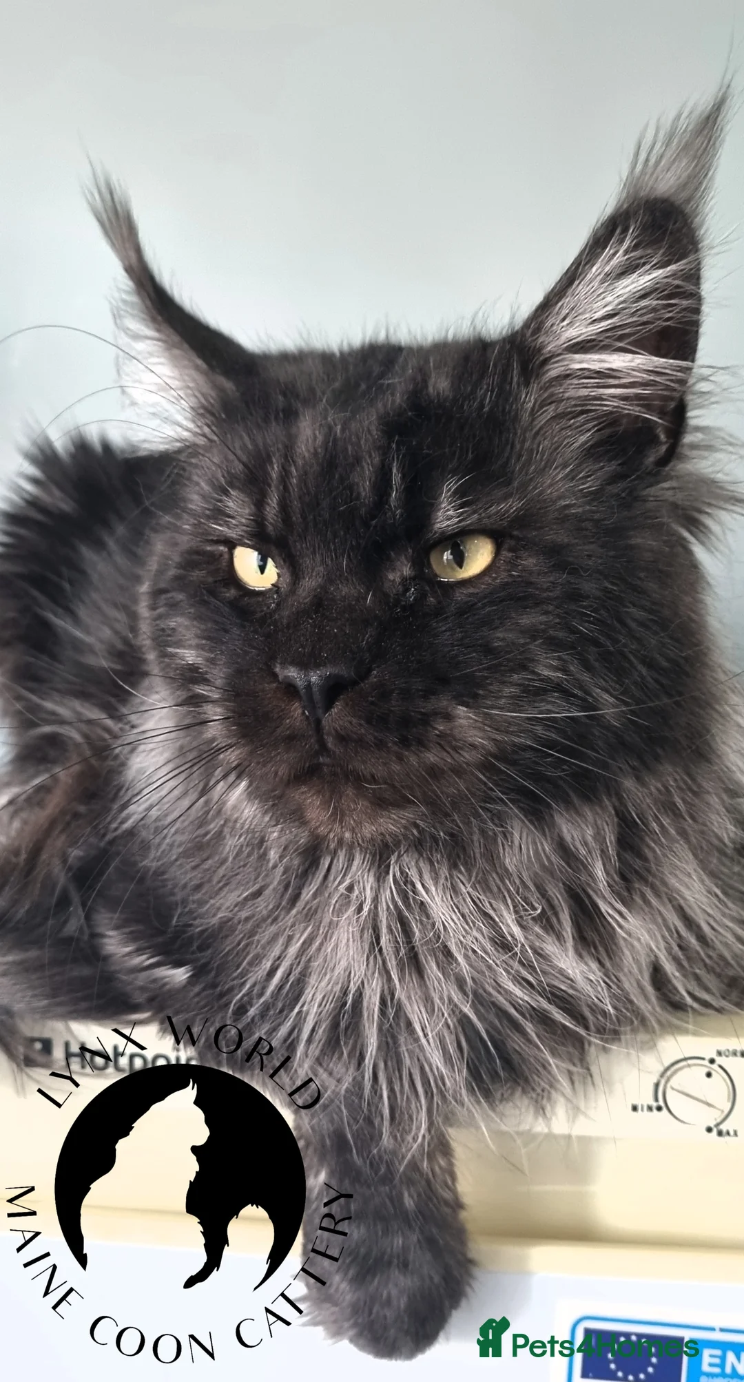 Maine Coon cats for stud: Proven Champion bloodlines stud in Doncaster - Advert 5