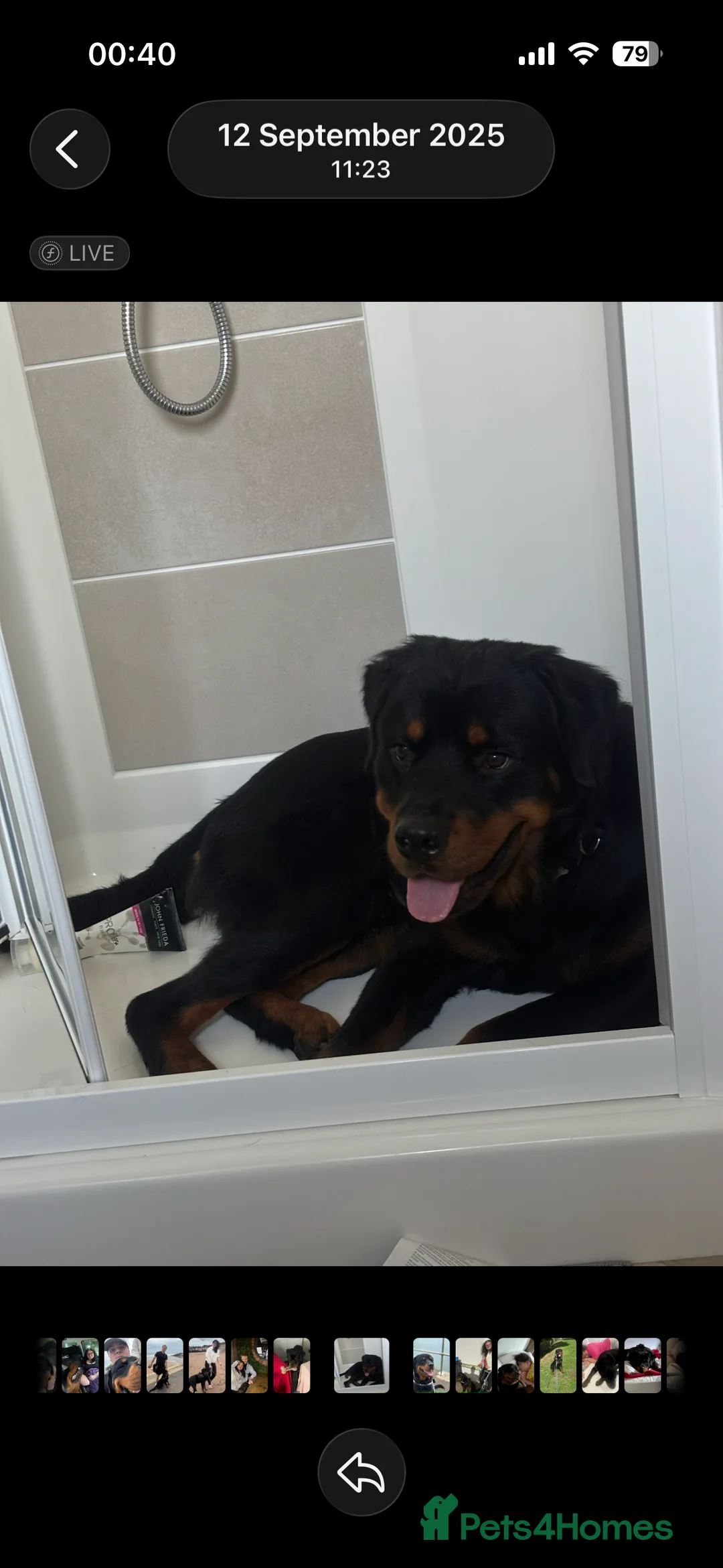 Rottweiler dogs for sale: Rottweiler Boy - Needs Good Home - Advert 4