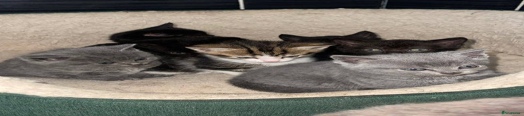 British Shorthair Kitten 6