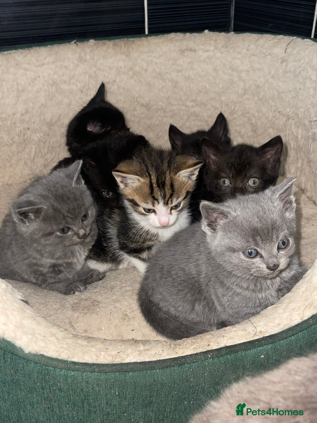 British Shorthair cats for sale: BSH kittens - Advert 5
