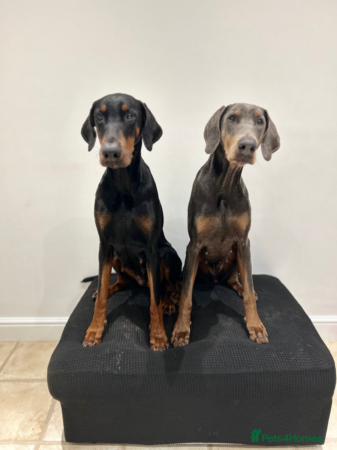 Dobermann dogs for sale: KC Registered Female Blue Doberman  - Advert 4