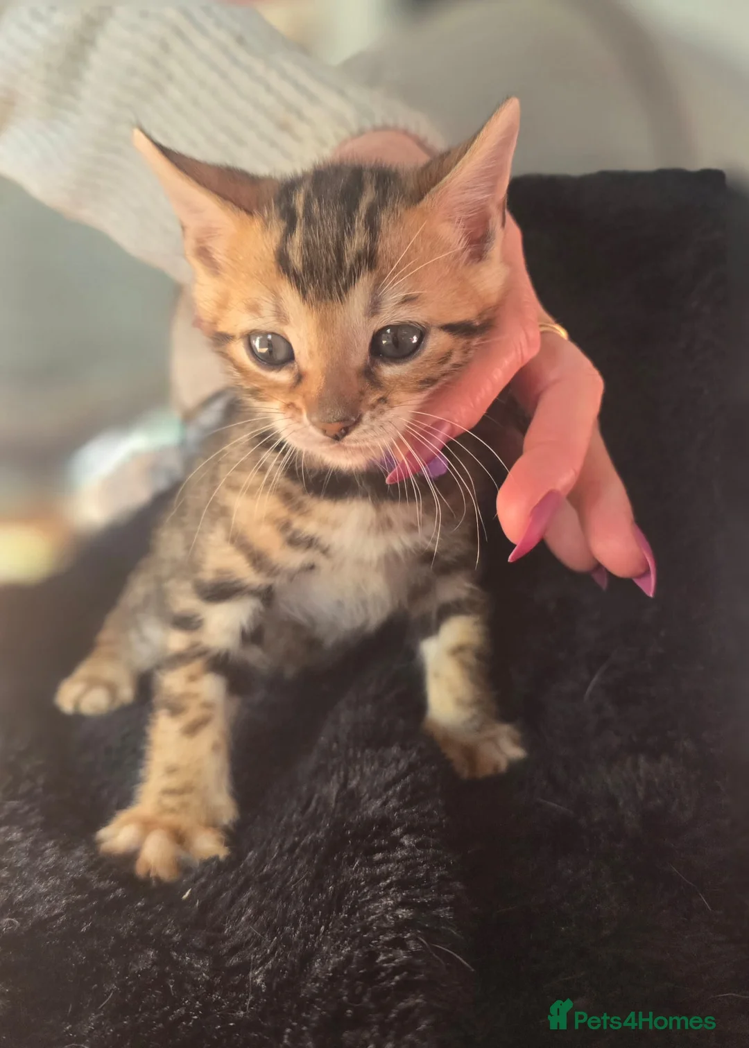 Bengal cats for sale: Bengal snow lynx & dark Charcoal Marbelled  in Barry - Advert 2