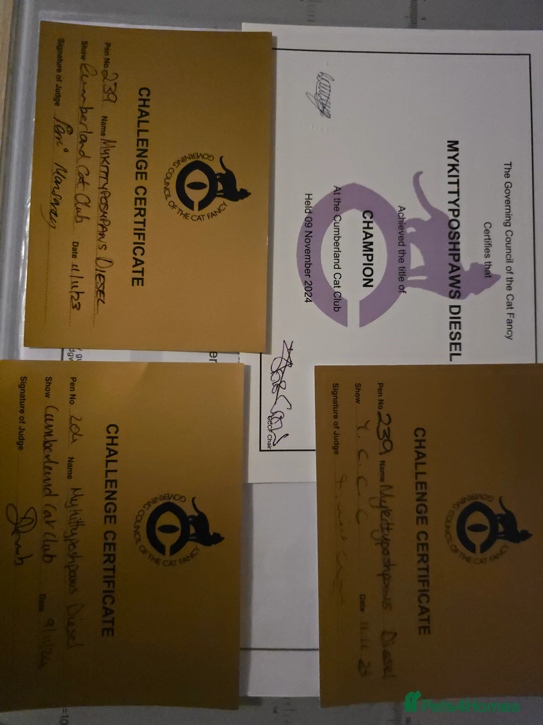 Russian Blue cats for stud: STUD Russian Blue CHAMPION GCCF & TICA - Advert 16