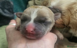 Mixed Breed dogs for sale: French matlipoo - Image 1