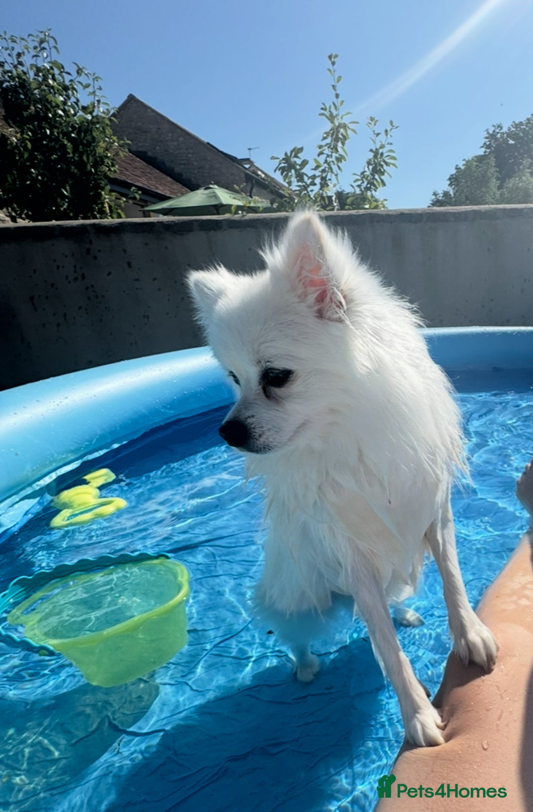 Pomeranian dogs for sale:  Rehoming Our Beloved Pomeranians - Image 3