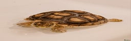 Tortoise reptiles for sale: Gorgeous Sulcata Tortoise with home & accessories - Advert 1