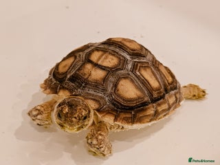 Tortoise reptiles for sale - Advert 2