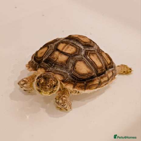 Tortoise reptiles - Advert 1