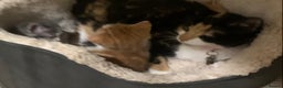 Domestic Shorthair cats for sale: Domesticated Short haired Kittens  - Advert 1