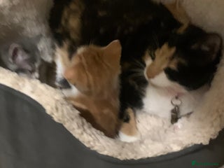 Domestic Shorthair cats Domesticated Short haired Kittens - Advert 1