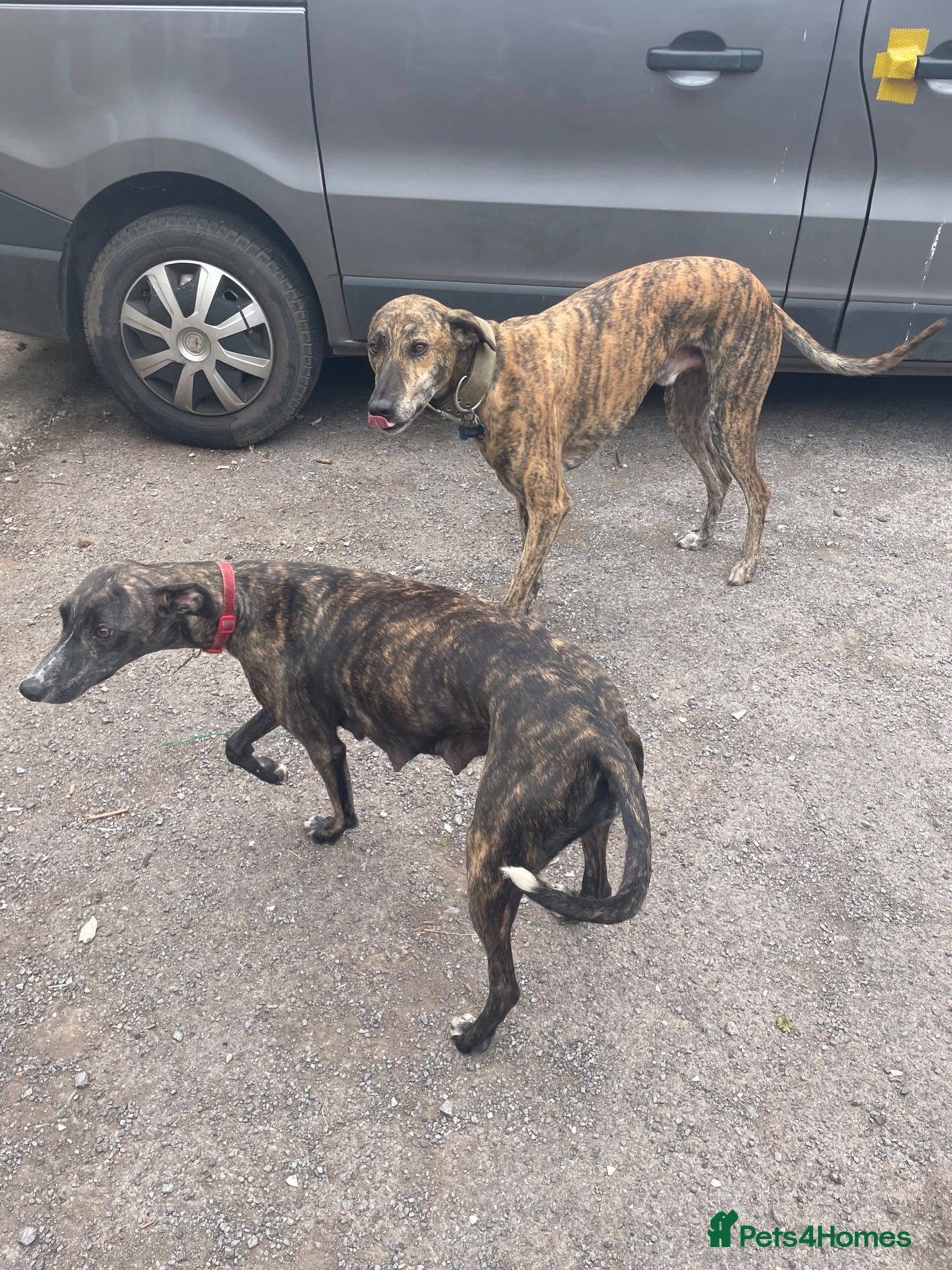 Lurcher dogs Beautiful Brindle puppies - Advert 1