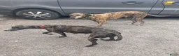 Lurcher dogs for sale: Beautiful Brindle puppies - Advert 3