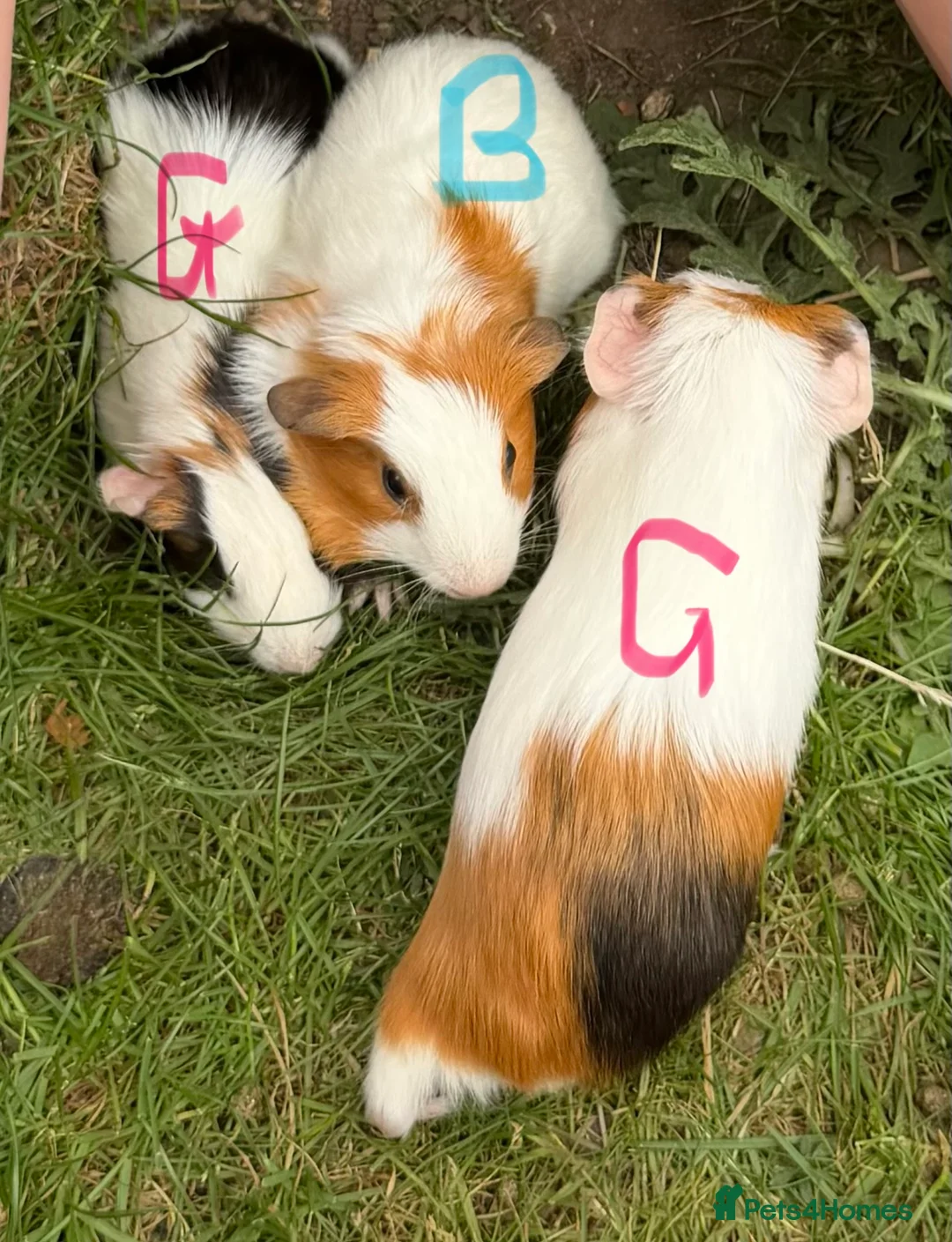 Guinea Pig rodents for sale: Beautiful guinea pigs for sale - Advert 9