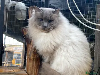 Ragdoll cats Stud Gccf Active duel Tica blue point in Grantham - Advert 1