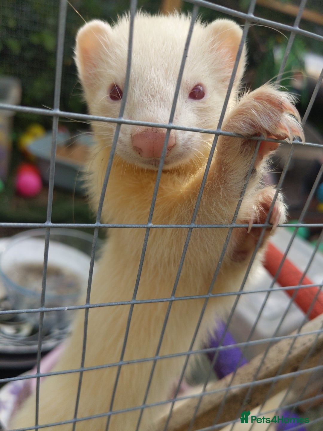 Ferret rodents for sale: 2 Beautiful Gill ferrets free to a good home in Llangammarch Wells - Image 2