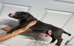 Staffordshire Bull Terrier dogs for sale: Blue Staffordshire bull terrier  - Image 4