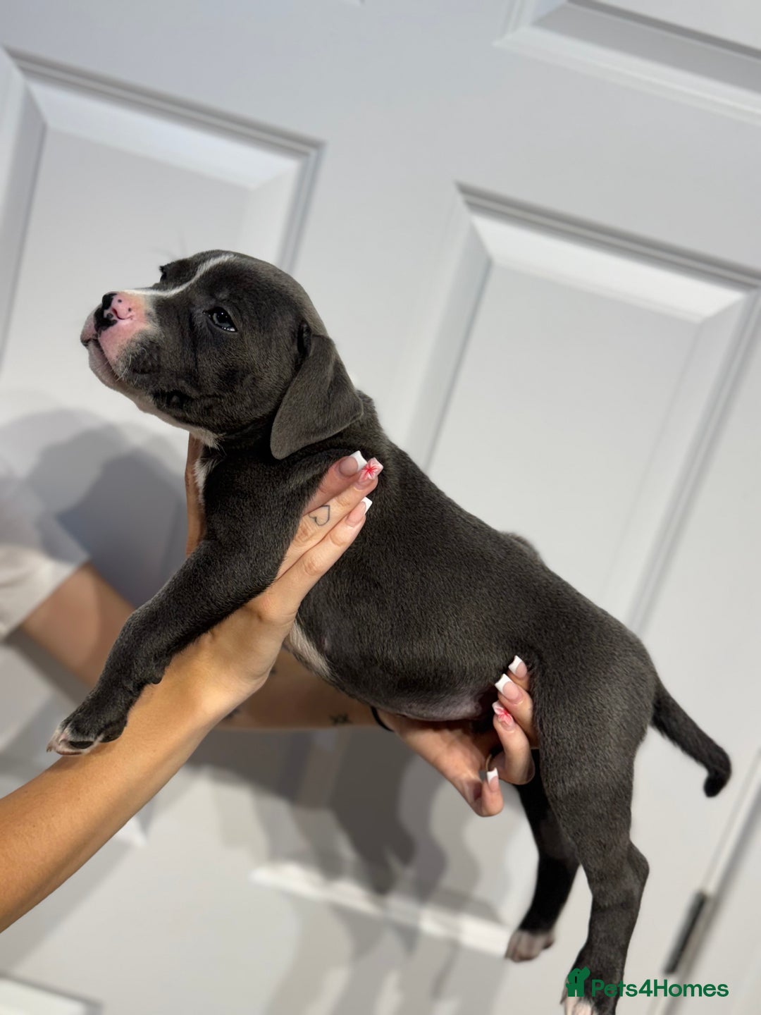 Staffordshire Bull Terrier dogs for sale: Blue Staffordshire bull terrier  - Image 4