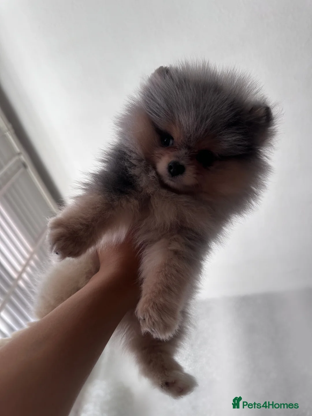 Pomeranian dogs for stud: Rare Blue & Tan Merle Pomeranian Stud – London  - Advert 18