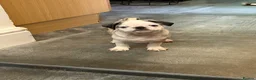 Pug dogs for sale: Amazing pug puppy’s  - Advert 5