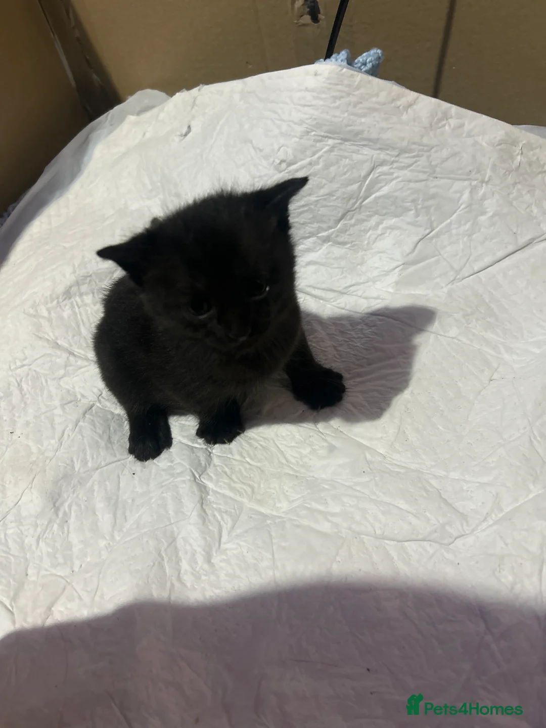 British Shorthair cats for sale: 4 kittens 3 female and 1 male  - Advert 2