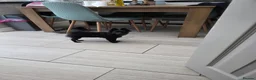 Pomeranian dogs for sale: Beautiful black pomeranian fox face  - Advert 4